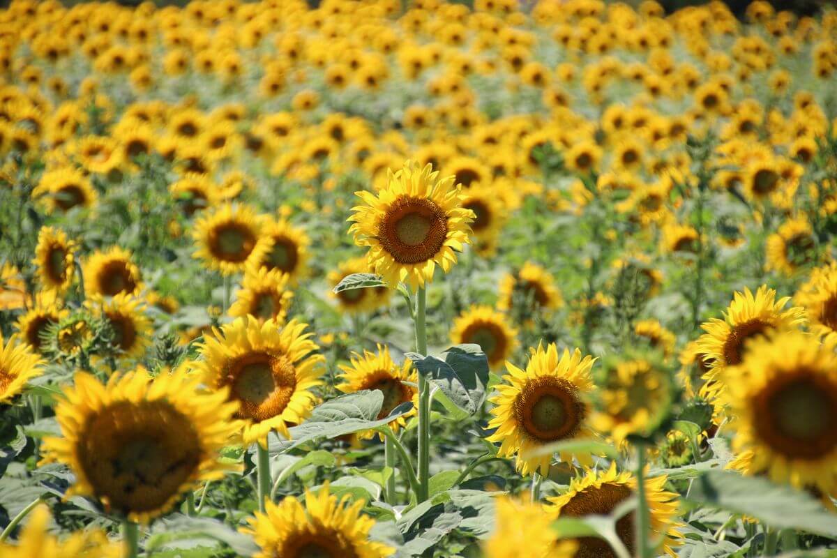 着物買取清瀬市